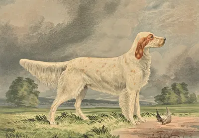 Standing Irish Red and White Setter, facing right, bird at feet by Alexander Pope Jr., 1880 — digital art print download
