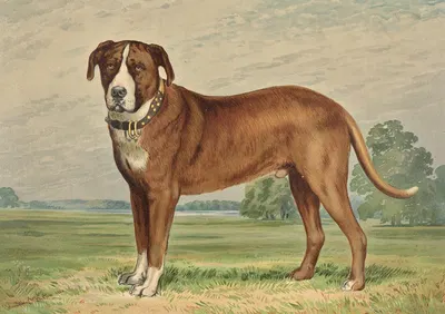Standing Mountain Dog, facing left by Alexander Pope Jr., 1880 — digital art print download