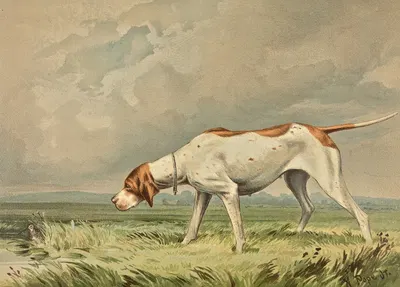Standing Pointer, gazing at small bird in pond by Alexander Pope Jr., 1880 — digital art print download