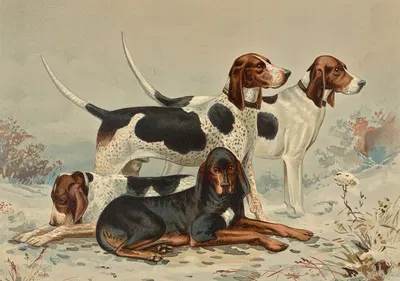 Three Foxhounds with Coonhound by Alexander Pope Jr., 1880 — digital art print download