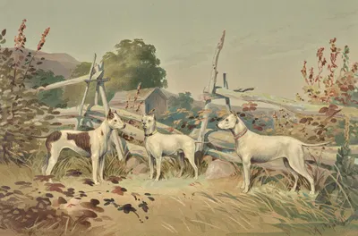Three standing white dogs with cropped ears, one with liver spots by Alexander Pope Jr., 1880 — digital art print download