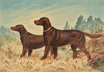 Two standing Flatcoated Retrievers, facing left by Alexander Pope Jr., 1880 — digital art print download
