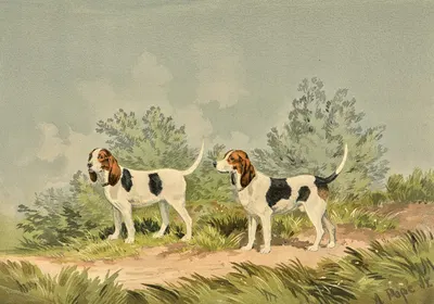 Two standing Harriers, facing left by Alexander Pope Jr., 1880 — digital art print download