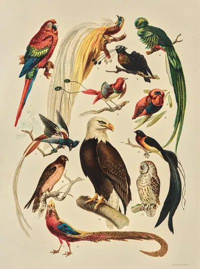 Birds by Ф. Е. Урайт, 1896 — digital art print download