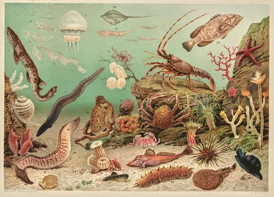 Marine life by Ф. Е. Урайт, 1896 — digital art print download