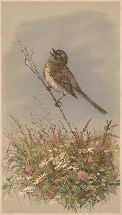 Bird on a stalk, singing by Фиделия Бриджес, 1883 — digital art print download