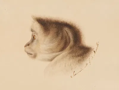 Affe by Готфрид Минд, 1810 — digital art print download