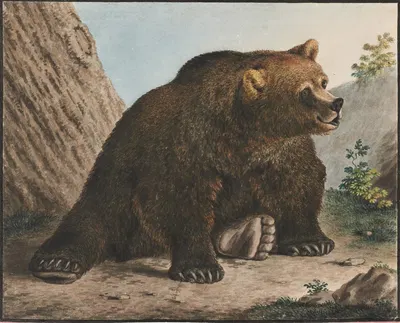 Bär by Готфрид Минд — digital art print download