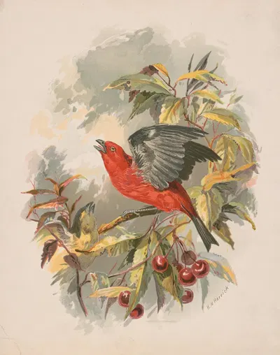 Scarlet tanager on a cherry tree branch by Генри Уокер Херрик, 1892 — digital art print download