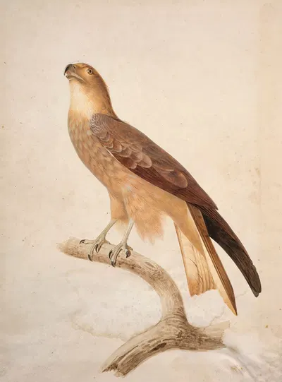 Black kite by Jacques Barraband — digital art print download