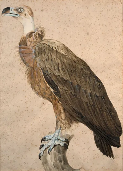 Brown vulture by Jacques Barraband — digital art print download