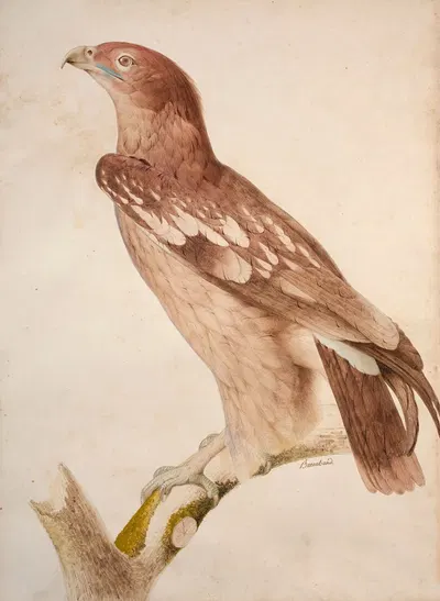 Spotted eagle by Jacques Barraband — digital art print download