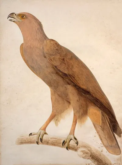 Spotted eagle by Jacques Barraband — digital art print download