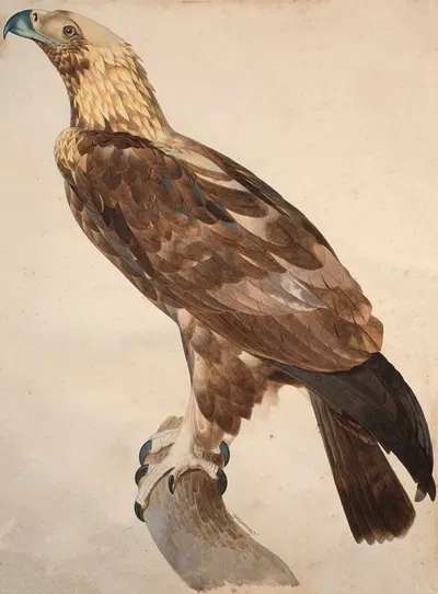 The Eagle of Thebes by Jacques Barraband — digital art print download