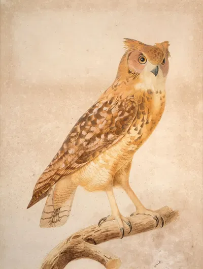The Pharaoh eagle-owl by Jacques Barraband — digital art print download