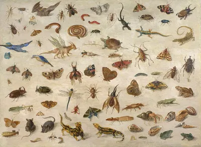 Insects, batrachians, shells and mouses by Ян Ван Кессель Старший, 1673 — digital art print download