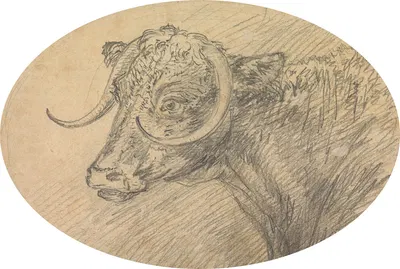 Head of a Bull by Сорей Гилпин, 1760 — digital art print download
