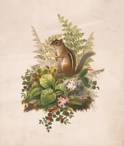 Chipmunk and ferns by Olive E Whitney, 1874 — digital art print download