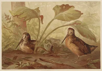 Birds in the woods by Alexander Pope Jr. — digital art print download