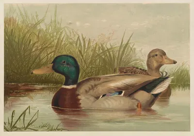 Ducks on pond by Alexander Pope Jr. — digital art print download