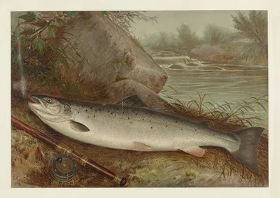 Fish by Армстронг и Ко Лит. — digital art print download