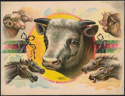 Image of cattle-pigs, cows, sheep, and horses by Кэлверт Литографическая Компания, 1891 — digital art print download