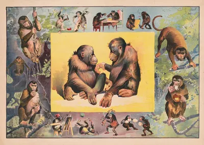 Monkeys at play by Кэлверт Литографическая Компания, 1891 — digital art print download