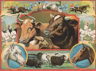 Print with cows at the center and chickens, horses, sheep, and birds surrounding the cows by Кэлверт Литографическая…