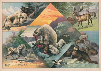 Scenes with walruses, polar bears, deer, zebras and bison by Кэлверт Литографическая Компания, 1891 — digital art print…