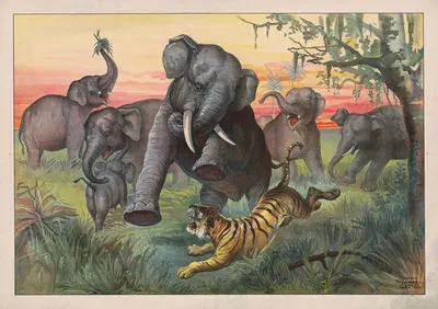 Tiger attacking herd of wild elephants by Кэлверт Литографическая Компания, 1890 — digital art print download