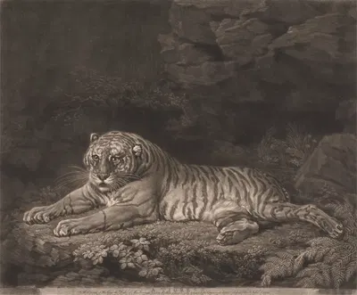 A Tigress by George Stubbs, 1773 — digital art print download