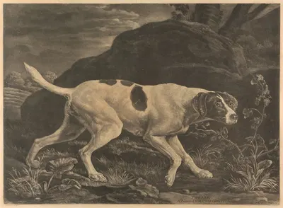 'Phillis', a Pointer of Lord Clermonts by George Stubbs, 1772 — digital art print download