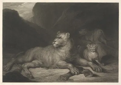 Lioness by Джеймс Норткот, 1799 — digital art print download