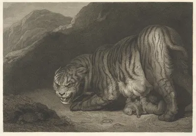 Tigress by Джеймс Норткот, 1799 — digital art print download