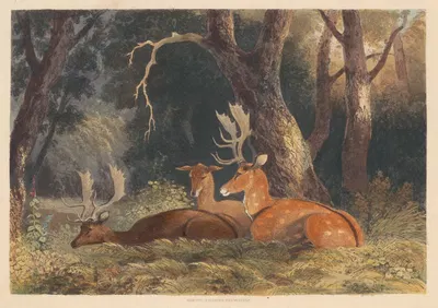 Fallow Deer by Ньютон Лимбирд Смит Филдинг, 1836 — digital art print download