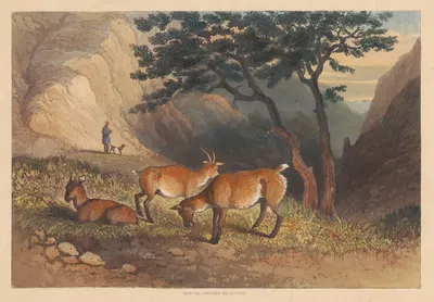 Goats in Glencoe by Ньютон Лимбирд Смит Филдинг, 1836 — digital art print download