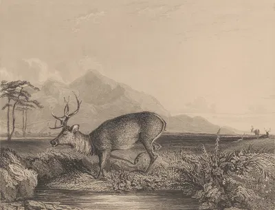 Stag at the Edge of a Pond by Ньютон Лимбирд Смит Филдинг — digital art print download