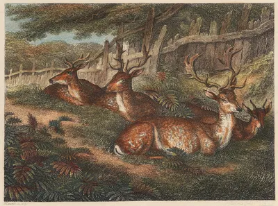 Male Fallow Deer by Samuel Howitt, 1812 — digital art print download