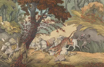 A Tiger Seizing a Bullock in a Pass by Samuel Howitt — digital art print download