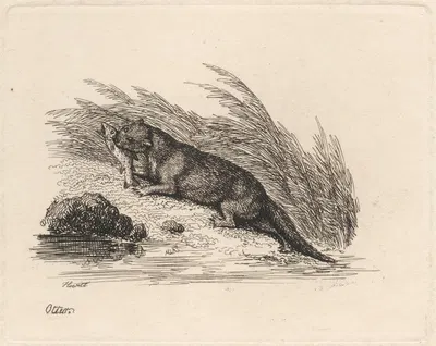 Otter by Samuel Howitt, 1812 — digital art print download