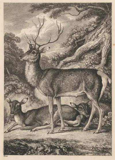 Stag by Samuel Howitt, 1823 — digital art print download