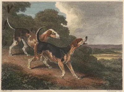 The Fox Hound by Samuel Howitt, 1812 — digital art print download