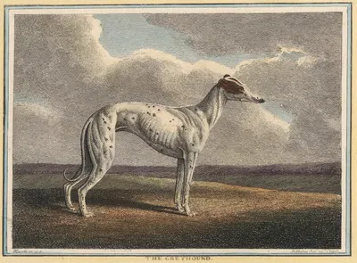 The Greyhound by Samuel Howitt, 1812 — digital art print download