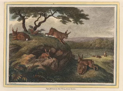 The Rabbit by Samuel Howitt, 1812 — digital art print download