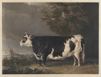 West Highland Heifer Kyloe by Thomas Bewick, 1823 — digital art print download