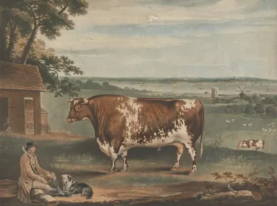 Portrait of the Short Horned Bull Patriot by Thomas Weaver, 1810 — digital art print download