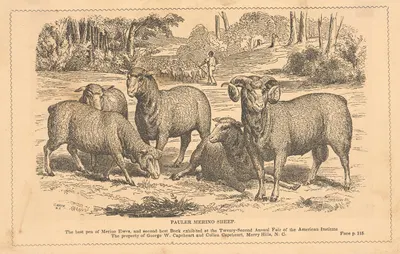 Pauler merino sheep by Александр Андерсон — digital art print download