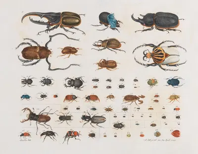 Insects (Beetles) by Aloys Zötl, 1835 — digital art print download