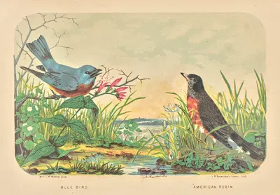 Blue Bird, American Robin. by Charles Wilkins Webber — digital art print download