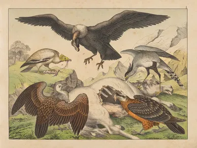Historja naturalna ptakow (Natural history of birds) Pl.01 by Gotthilf Heinrich von Schubert, 1900 — digital art print…